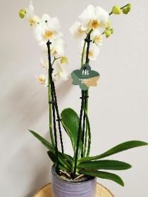 Orchid Sophistication