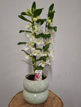 Orchid Sophistication