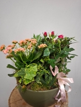 planter of indoor houseplants